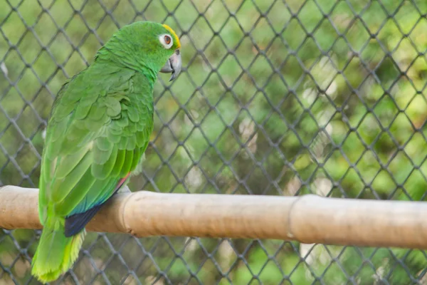 Зеленый Попугай Клетке Счастлив — стоковое фото