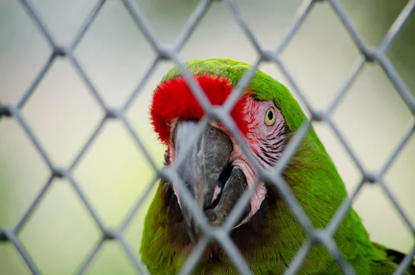 Green Parrot Cage Happy — Stock Photo, Image