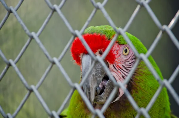 içinde belgili tanımlık kafes ve mutlu değil yeşil papağan mı