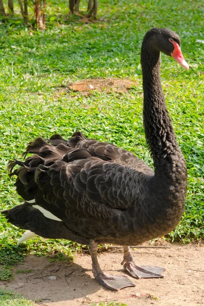 Schwarze Ente Und Grüner Hintergrund Garten — Stockfoto