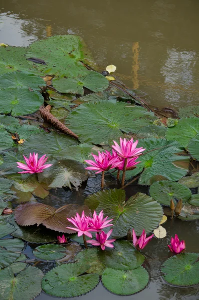 Rosa Bel Loto Foglia Verde Nello Stagno — Foto Stock