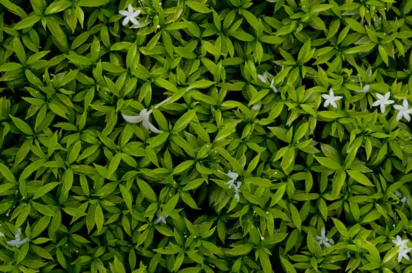 Texture Fond Feuille Verte Fleur Blanche — Photo