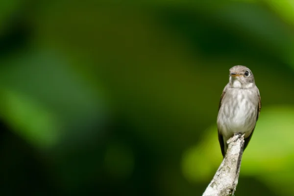 Seul Oiseau Est Assis Sur Rameau — Photo