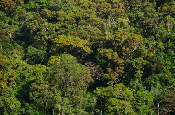 Пагорб Коли Небудь Зелений Ліс Блакитний Таїланд — стокове фото