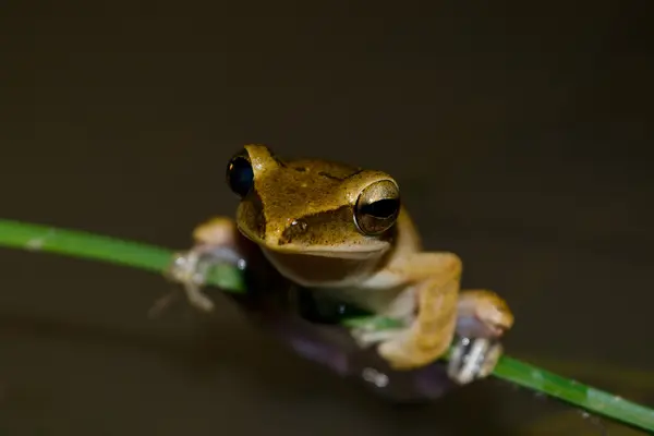 Grenouille Vivent Dans Étang Dans Forêt Sèche Près Eau — Photo