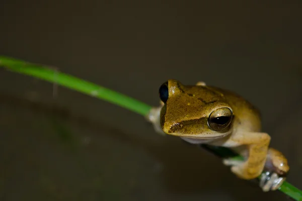 Kurbağa Kurak Ormanda Suya Yakın Bir Gölde Yaşar — Stok fotoğraf
