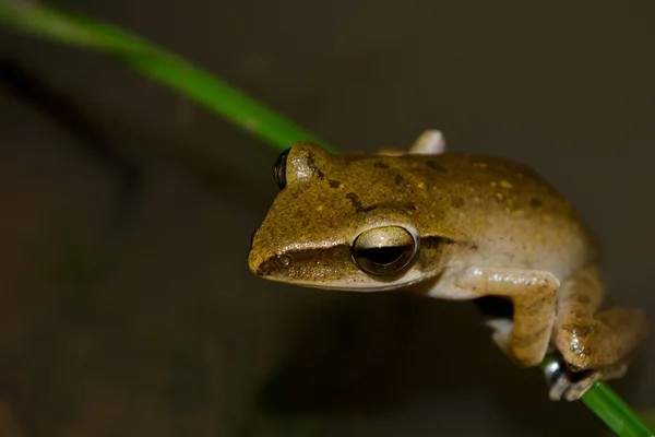 Frog Live Pond Dry Forest Water — ストック写真