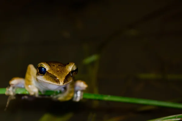 Rana Vive Estanque Bosque Seco Cerca Del Agua — Foto de Stock