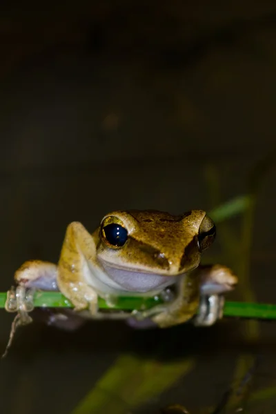 Frog Live Pond Dry Forest Water — ストック写真