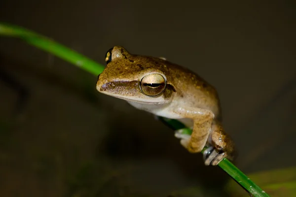 Grenouille Vivent Dans Étang Dans Forêt Sèche Près Eau — Photo