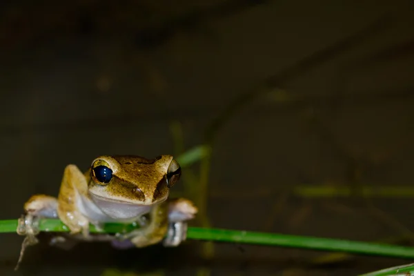 Frog Live Pond Dry Forest Water — ストック写真