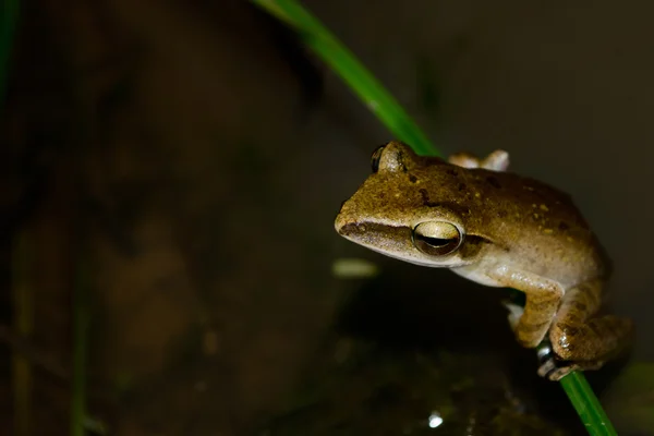 Rana Vive Estanque Bosque Seco Cerca Del Agua —  Fotos de Stock