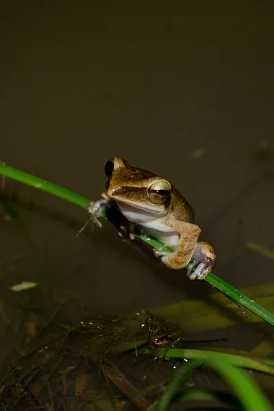 Žába Žije Rybníku Suchém Lese Blízkosti Vody — Stock fotografie