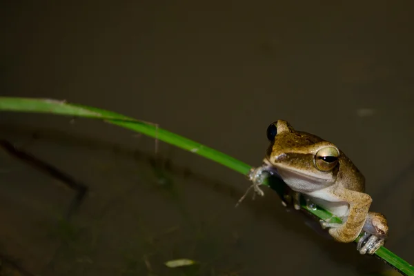 Лягушки Живут Пруду Сухом Лесу Воды — стоковое фото