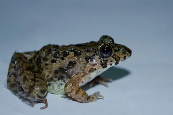 Sapo Único Tem Grande Olho Noite Escura — Fotografia de Stock