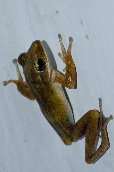 Single Frog Have Big Eye Dark Night — Stock Photo, Image