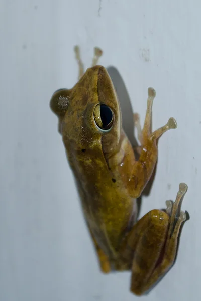 Sapo Único Tem Grande Olho Noite Escura — Fotografia de Stock