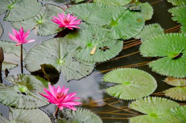 Pembe güzel nilüfer çiçeği ve gölette yeşil yaprak