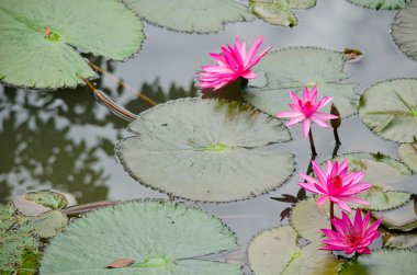 Pembe güzel nilüfer çiçeği ve gölette yeşil yaprak