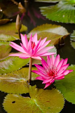 Pembe güzel nilüfer çiçeği ve gölette yeşil yaprak