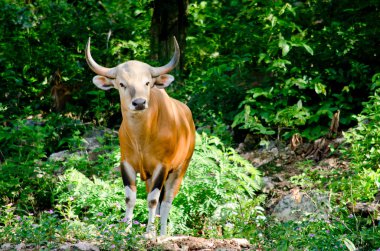 Banteng tehlike altındaki türler listesindeydi doğada, Tayland 'da ve kayada bir şeye bakıyordu.