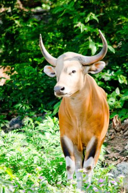 Banteng  was in Red List of Threatened Species in Endangered species in nature ,Thailand and it looking something on the rock clipart