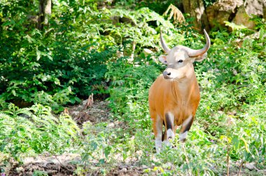 Banteng tehlike altındaki türler listesindeydi doğada, Tayland 'da ve kayada bir şeye bakıyordu.