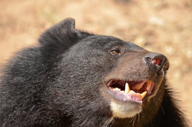 Kara Ayı ormandaki, Tayland 'daki tehlikeli bir türdür ve her yerde v şeklinde yaşar.