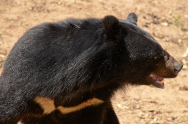 Kara Ayı ormandaki, Tayland 'daki tehlikeli bir türdür ve her yerde v şeklinde yaşar.