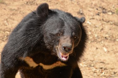 Kara Ayı ormandaki, Tayland 'daki tehlikeli bir türdür ve her yerde v şeklinde yaşar.