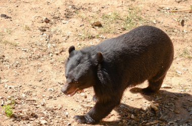 Kara Ayı ormandaki, Tayland 'daki tehlikeli bir türdür ve her yerde v şeklinde yaşar.