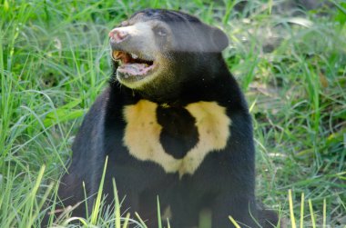 malayun güneş ayı ormanda tehlikeli türler, Tayland ve siyah saçlı, var u şeklinde