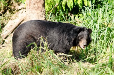 Kara Ayı ormandaki, Tayland 'daki tehlikeli bir türdür ve her yerde v şeklinde yaşar.