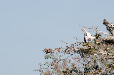 büyük kuş ağaçta oturuyor ve orman uçmaya hazır