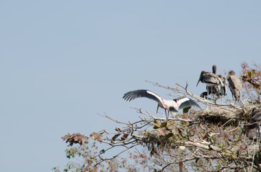 büyük kuş ağaçta oturuyor ve orman uçmaya hazır