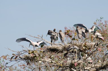 büyük kuş ağaçta oturuyor ve orman uçmaya hazır