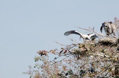 büyük kuş ağaçta oturuyor ve orman uçmaya hazır