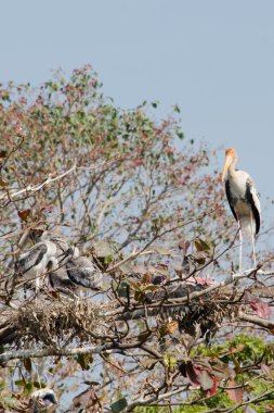 büyük kuş ağaçta oturuyor ve orman uçmaya hazır