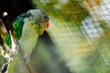 içinde belgili tanımlık kafes ve mutlu değil yeşil papağan mı