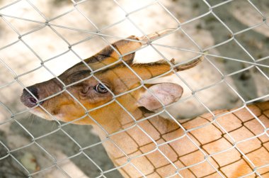 Fea'nın kara munçak ya da Tenasserim munçağı (Muntiacus feae) munçağı Çin, Laos, Myanmar, Tayland ve Vietnam yerel nadir bir tür olduğunu. Kırmızı tehdit türleri listesi