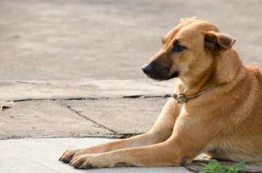 Köpeğin kuklası var, yerde oturuyor ve bir patronu bekliyor.