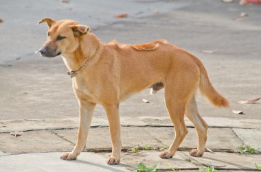 Köpeğin kuklası var, yerde oturuyor ve bir patronu bekliyor.
