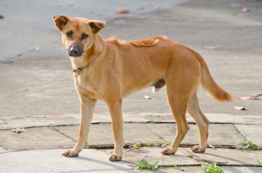Köpeğin kuklası var, yerde oturuyor ve bir patronu bekliyor.