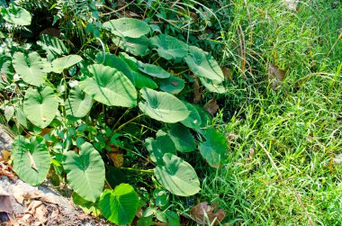 Yeşil Yaprak ve Mavi Çiçeğin Doku arkaplanı
