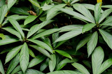 Doku arka planını yeşil yaprak