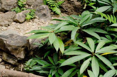 Doku arka planını yeşil yaprak