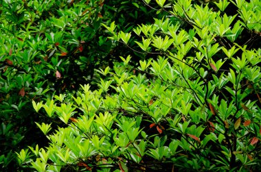 Doku arka planını yeşil yaprak