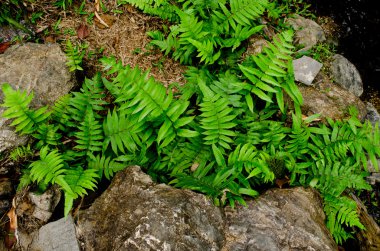 Yeşil eğrelti otunun dokusu taşın yakınındaki büyümedir.