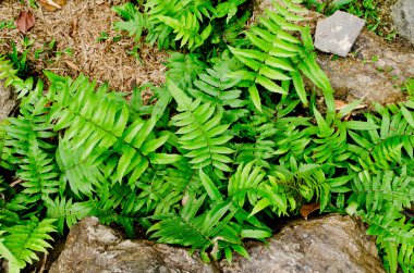 Yeşil eğrelti otunun dokusu taşın yakınındaki büyümedir.