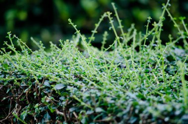 Yeşil Yaprak ve Mavi Çiçeğin Doku arkaplanı